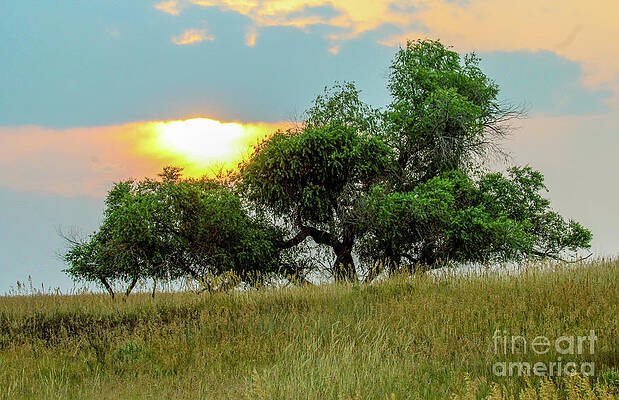 Colorado Wall Art featuring the photograph Country Trees by Shirley Dutchkowski