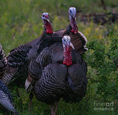Texas Wall Art featuring the photograph Courting The Hens by Ron Long Ltd Photography