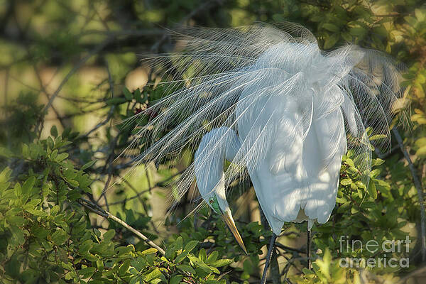 Wall Art featuring the photograph Courtship At Dawn by Mary Lou Chmura
