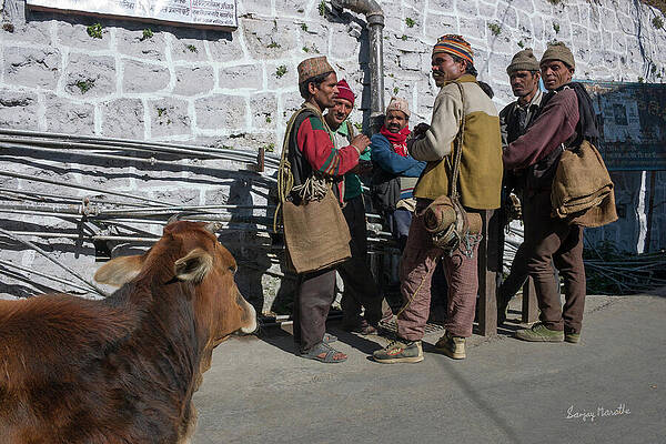 Landscape Wall Art featuring the photograph Cow And Porters, Landour Bazar, Mussoorie by Sanjay Marathe
