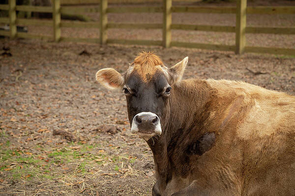 Wall Art featuring the photograph Cow At Middleton Place Plantation by Cindy Robinson