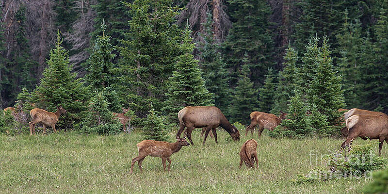 Colorado Wall Art featuring the photograph Cow Elk With Calves by Shirley Dutchkowski