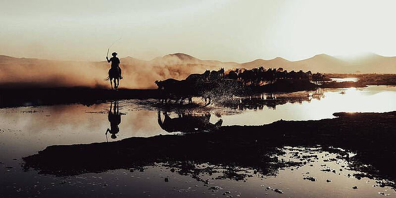 Water Photograph - Cowboy Herding Wild Horses by Printed View