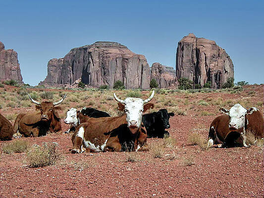 Sky Wall Art featuring the photograph Cows In The Mittens by Louis Dallara