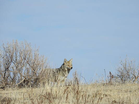 Serene Wall Art featuring the photograph Coyote 2 by Amanda R Wright