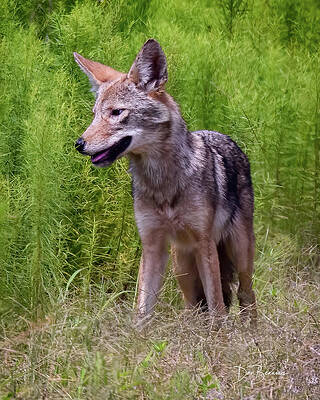 Nature Photograph - Coyote #3976 by Dan Beauvais