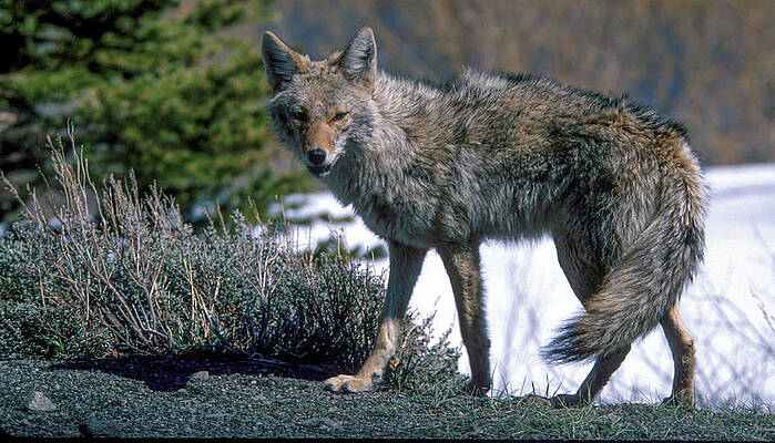 Tree Photograph - Coyote Stance - Snowcreek Golf Course - Mammoth Lakes - CA by Bonnie Colgan
