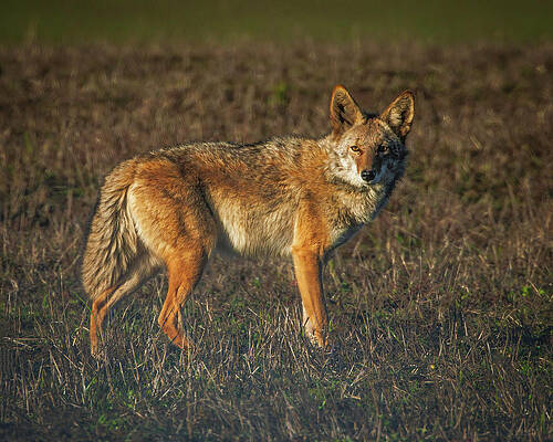 Wall Art featuring the photograph Coyote by Joe Fisher
