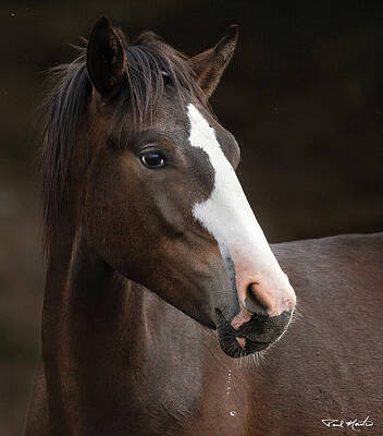 Mountain Wall Art featuring the photograph Coyote. by Paul Martin