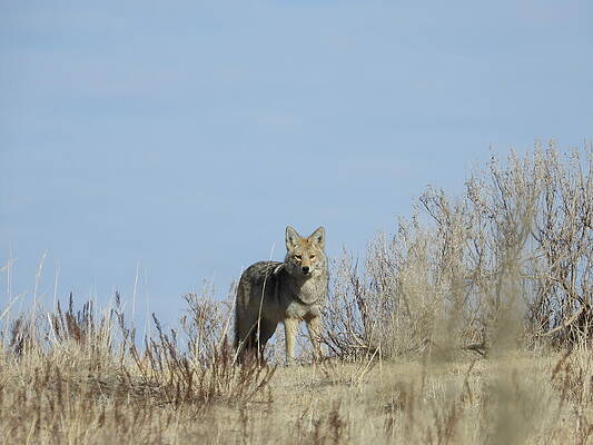 Wilderness Photograph - Coyote Stare Down by Amanda R Wright