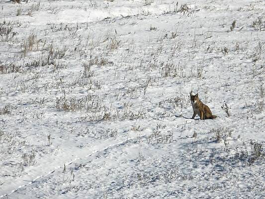 Wildlife Wall Art featuring the photograph Coyote Watching by Amanda R Wright