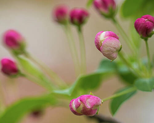 Photograph - Crabapple Blossum by Robert Allen Hill