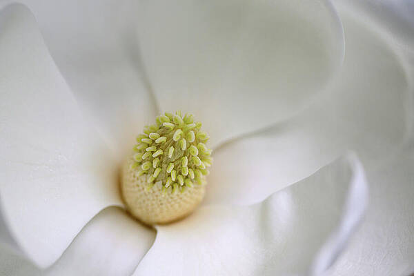 Close-up of a Magnolia Flower Photograph