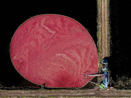 Country Photograph - Cranberry Harvest NJ by Susan Candelario