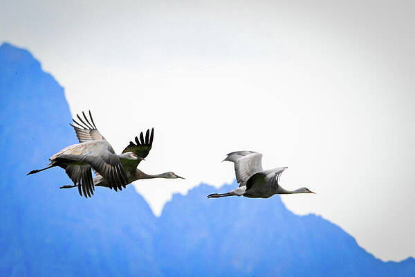 Wall Art featuring the photograph Crane Flight by Harry Banks