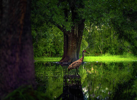 Beautiful Wall Art featuring the photograph Crane In The Marsh by Shannon Williams