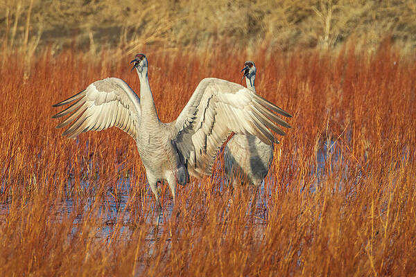 California Wall Art featuring the photograph Cranes Complaining - Lassen County California by Mike Lee