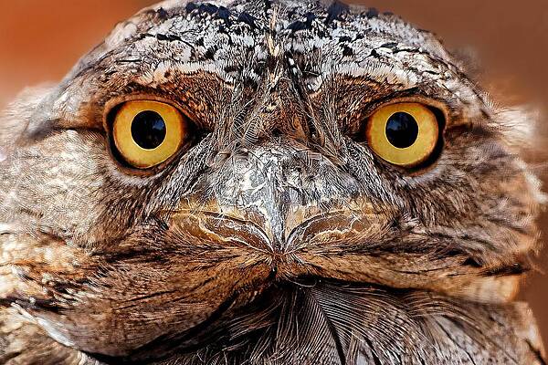 Wildlife Wall Art featuring the photograph Crazy Cute - Tawny Frogmouth by KJ Swan