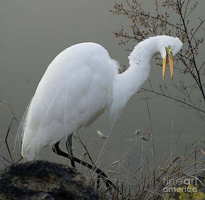 Water Wall Art featuring the photograph Crazy by Helo Art