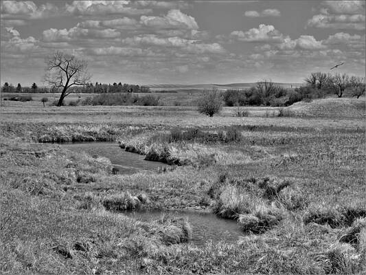 Wildlife Wall Art featuring the photograph Creek And Flying Swallows In Black And White by Amanda R Wright