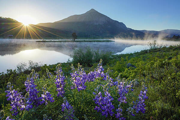 Wall Art featuring the photograph Crested Butte Lupine Sunrise by Sunniye Buesing