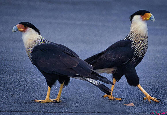 Egret Photograph - Crested Caracara Double Take by Rene Vasquez