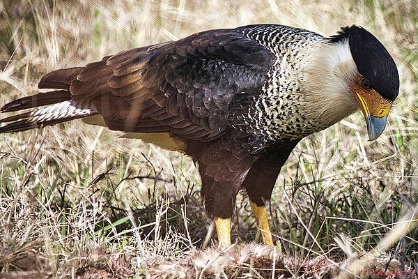 Hawk Photograph - Crested Caracara by Rene Vasquez