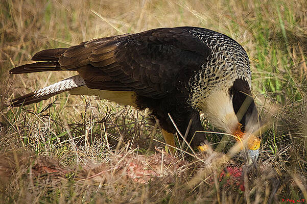 Hawk Photograph - Crested Caracara With Prey by Rene Vasquez