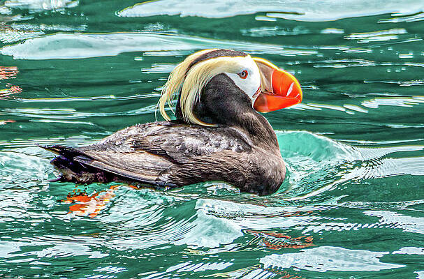 Crested or Tufted Puffin by Douglas Wielfaert