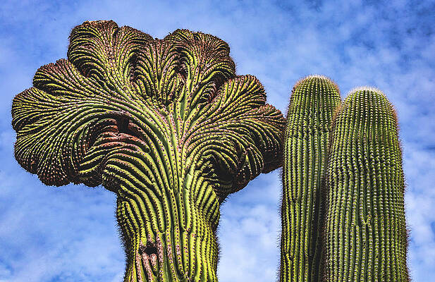 Beautiful Photograph - Crested Saguaro Cactus, Arizona by Abbie Warnock