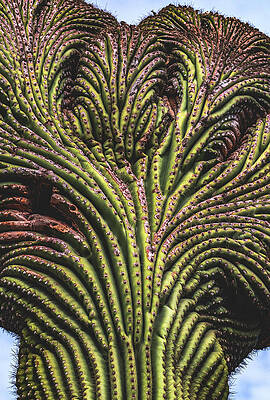 Beautiful Photograph - Crested Saguaro Cactus, Arizona - Vertical by Abbie Warnock