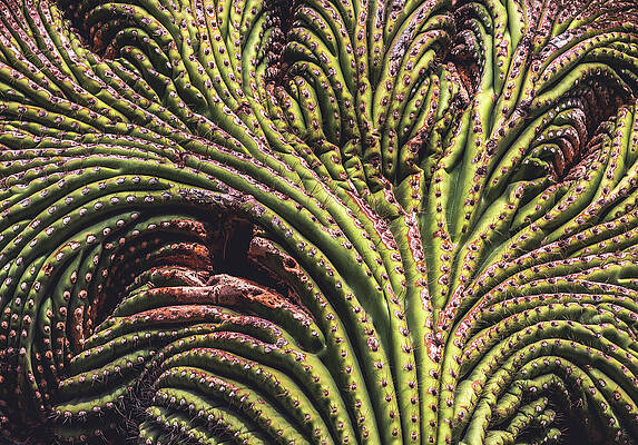 Beautiful Photograph - Crested Saguaro Cactus Close Up, Arizona by Abbie Warnock