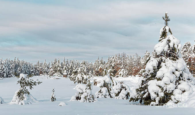 Winter Photograph - Crex Meadows Christmas Snow by Natural Focal Point Photography