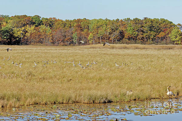 Fall Photograph - Crex Meadows In Autumn by Natural Focal Point Photography