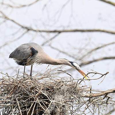 Wall Art featuring the photograph Cribbing by Harry Banks