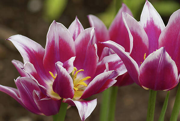 Wall Art featuring the photograph Crimson Edge Elegance by Deb Beausoleil