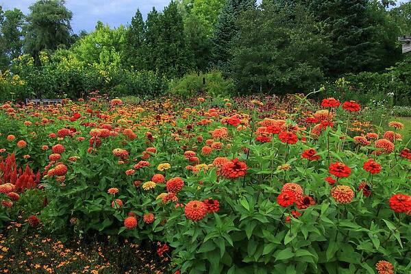 Nature Photograph - Crimson Garden Delight by Deb Beausoleil