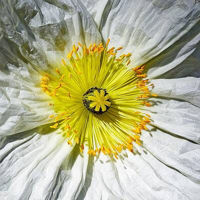 Wall Art featuring the photograph Crinkles - Iceland Poppy by KJ Swan