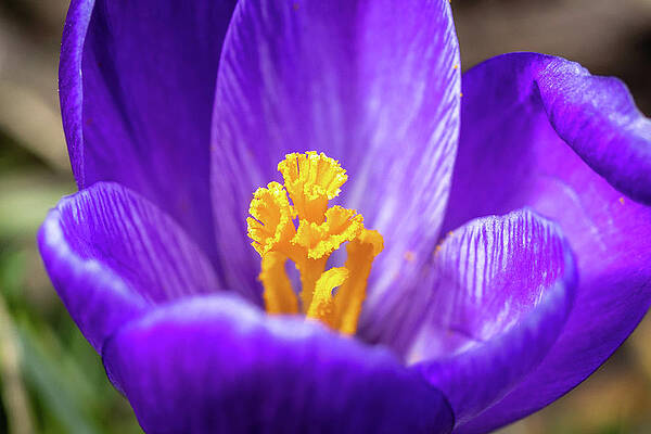 Flower Photograph - Crocus Stamen by Craig A Walker