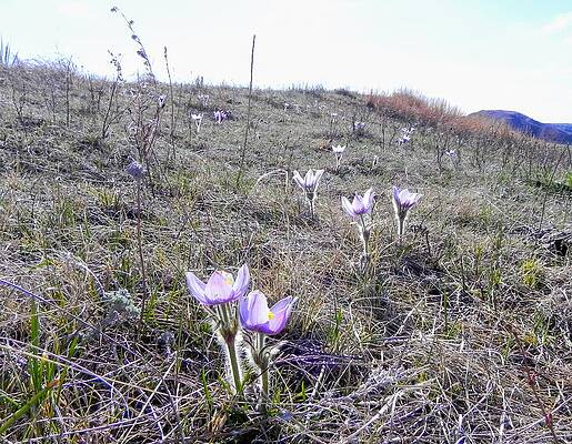 Photograph - Crocuses by Amanda R Wright