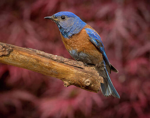 Wall Art featuring the photograph Crouching Western Bluebird by Jean Noren