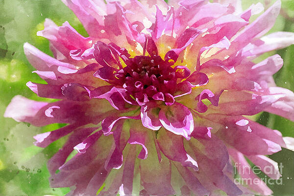 Natural Photograph - Crowd Of Pink by Macro Abundance