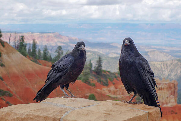 Wildlife Photograph - Crows At Black Birch Canyon In Bryce by John Twynam