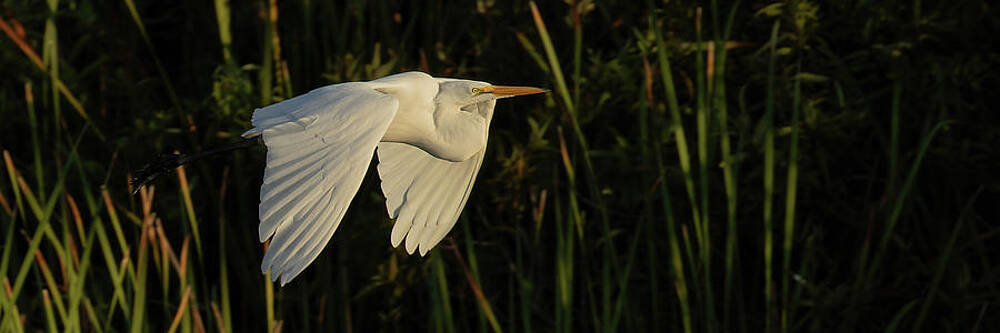 Feather Photograph - Cruisin In The Mornin by RD Allen
