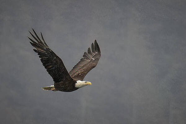 Feather Photograph - Cruising by Jon Snyder