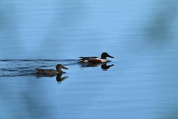 Wall Art featuring the photograph Cruising by Harry Banks