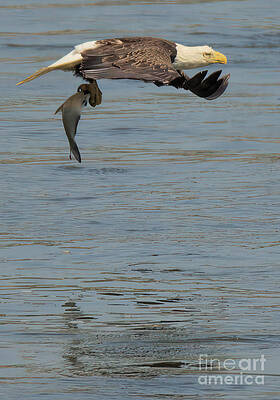 Wall Art featuring the photograph Cruising Low After The Catch by Adam Jewell