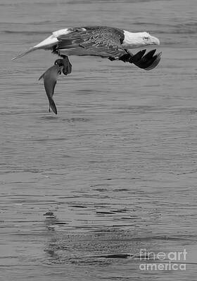 Wall Art featuring the photograph Cruising Low After The Catch Black And White by Adam Jewell
