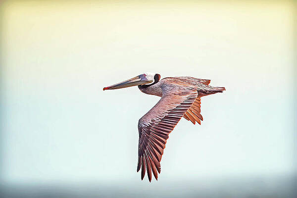 Wall Art featuring the photograph Crusing by Jim E Johnson