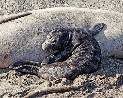 Marine Wall Art featuring the photograph Cuddling Mom - Northern Elephant Seal by KJ Swan